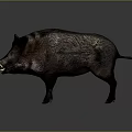 Wild Boar With Dark Fur And Tusks In Standing Pose On Neutral Gray Background