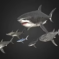 Various Aquatic Shark Species Swimming Together in Underwater Marine Scene