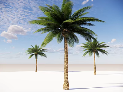 Tall Palm Trees Standing In Open Area With Blue Sky And White Clouds 3d model