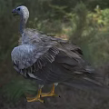 Gray Feathered Vulture With Long Neck And Yellow Talons Standing On Grassy Natural Habitat
