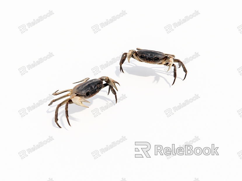 Reptile crab model