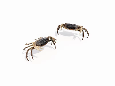 Two Small Reptiles Standing On Clean White Background With Natural Posture 3d model