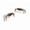 Reptile crab 3d model