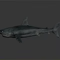 Realistic Silver Shark With Open Mouth And Sharp Teeth On Dark Background