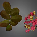 Lush Plant Featuring Dark Green Veined Compound Leaves And Pink Blooming Flowers With Buds