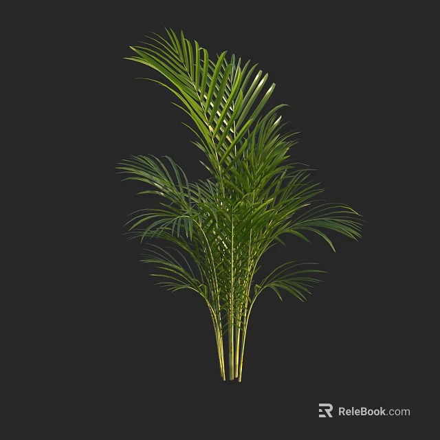 Green Palm Plant with Lush Long Fronds and Yellow Trunks on Black Background 3d model 