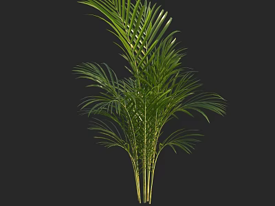 Green Palm Plant with Lush Long Fronds and Yellow Trunks on Black Background 3d model