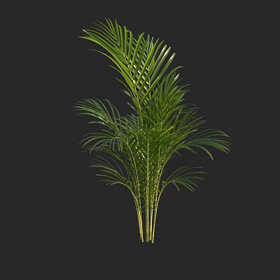 Green Palm Plant with Lush Long Fronds and Yellow Trunks on Black Background 3d model