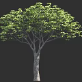 Single Tall Tree With Lush Green Leaves And Gray Trunk On Dark Background 3d model