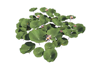 Fresh Green Lotus Leaves And Beautiful Pink Lotus Flowers In Natural Scene 3d model