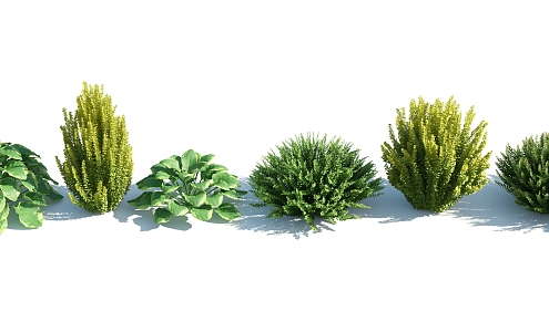 Modern shrubs 3d model