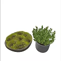 Bonsai Potted Plants with Green Moss and Leafy Foliage in Round Container and Gray Pot