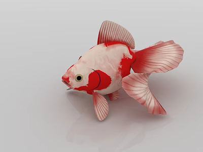 Red And White Goldfish With Flowing Fins And Vibrant Scales In Aquarium Setting 3d model