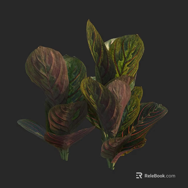 Vibrant Lush Foliage Plant with Green and Purple Gradient Large Leaves 3d model 