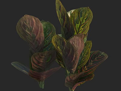 Vibrant Lush Foliage Plant with Green and Purple Gradient Large Leaves 3d model