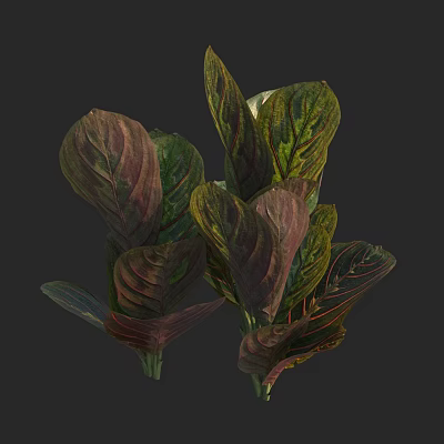 Vibrant Lush Foliage Plant with Green and Purple Gradient Large Leaves 3d model