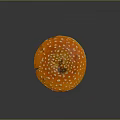 Vibrant Orange Mushroom with White Spots on Cap and White Stem Having Soil at Base