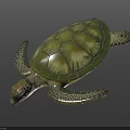 Realistic Detailed Sea Turtle With Green Textured Shell And Patterned Fins