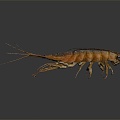 Modern sea cockroach cockroach skin shrimp beetle 3d model