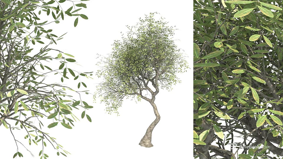 Arbor With Curved Trunk And Lush Green Foliage In Natural Growth 3d model 
