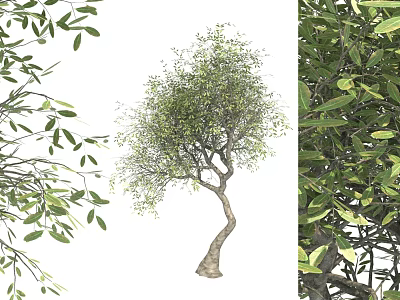 Arbor With Curved Trunk And Lush Green Foliage In Natural Growth 3d model