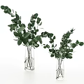 Transparent Glass Vases With Lush Green Eucalyptus Leaves On White Background