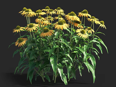 Vibrant Yellow Coneflowers With Lush Green Leaves In Full Bloom 3d model