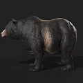 Realistic 3D Brown Bear And Black Bear Models Standing On Dark Background 3d model