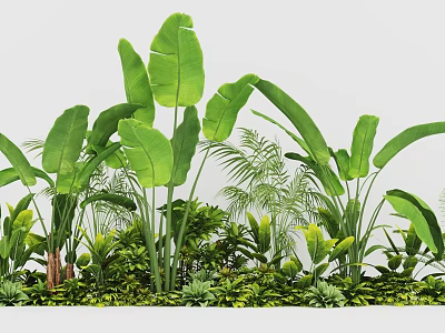 Bonsai Potted Plants With Lush Large Green Leaves For Indoor Decoration 3d model