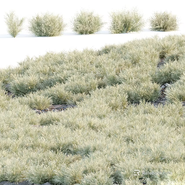 Dense Clumped Green Shrubs Covering Ground With Lush Growth And White Background 3d model 