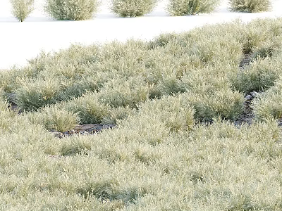Dense Clumped Green Shrubs Covering Ground With Lush Growth And White Background 3d model