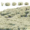 Dense Clumped Green Shrubs Covering Ground With Lush Growth And White Background