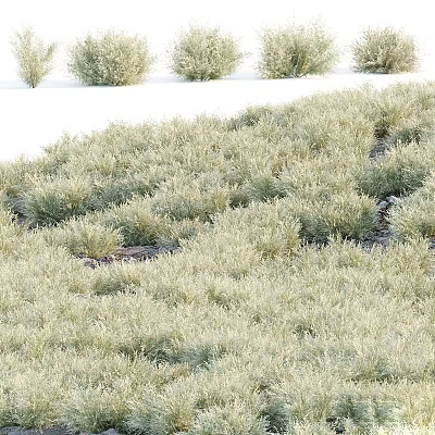 Dense Clumped Green Shrubs Covering Ground With Lush Growth And White Background 3d model