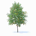 Lush Tree with Straight Trunk and Abundant Orange Fruits Among Green Branches and Leaves