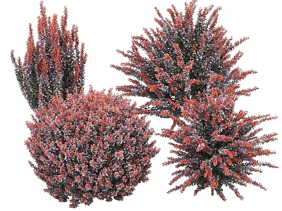 Vibrant Red And Purple Leafy Shrubs In Various Bushy Shapes For Landscaping 3d model