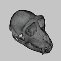 Detailed White Primate Skull Display On Dark Background With Visible Teeth 3d model