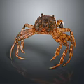 Detailed Brown Aquatic Crab With Textured Shell And Long Legs On Smooth Surface