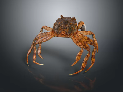 Detailed Brown Aquatic Crab With Textured Shell And Long Legs On Smooth Surface 3d model