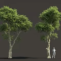 Two Lush Green Trees With Person In White Standing Beside Them