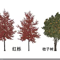 Red Oak Trees with Red Leaves and Orange Tree Bearing Yellow Fruits in Outdoor View