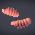 Two Pink Detailed Segmented Biological Larvae 3D Rendered On Gray Background 3d model