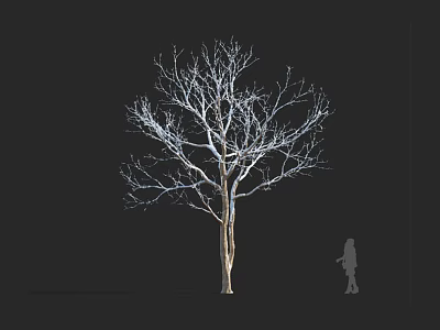 Tall Leafless Arbor Tree With Bare Branches Against Black Background And Human Silhouette 3d model
