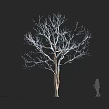 Tall Leafless Arbor Tree With Bare Branches Against Black Background And Human Silhouette
