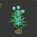 Geranium Plant With Red And White Flowers Green Leaves In Terracotta Pot