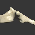 Detailed Anatomical Vertebra Model Showing White Bone Structure On Dark Background