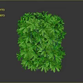 Green Leafy Plant With Lush Foliage In Cube Shape On Gray Background
