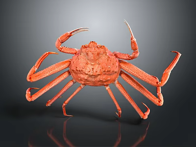 Modern Crab Snow Crab Sea Crab River Crab 3d model Modern Crab Snow Crab Sea Crab River Crab 3d model