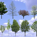 Various Types of Arbor Trees with Green Red Foliage and Blue Sky Background