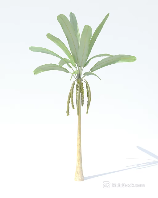 Tall Tree with Green Leaves and Smooth Brown Trunk Isolated on White Background 3d model 