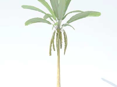 Tall Tree with Green Leaves and Smooth Brown Trunk Isolated on White Background 3d model
